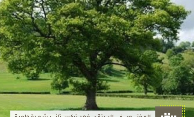 Photo of شجرة واحدة يمكنها أن تمنح تبريداً يعادل ما تعطيه 10 أجهزة تكييف خلال 20 ساعة