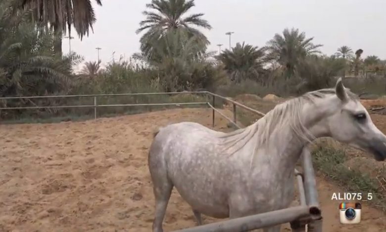 Photo of مبادرة جارود بأعيننا تحط رحالها بإسطبلات العيد