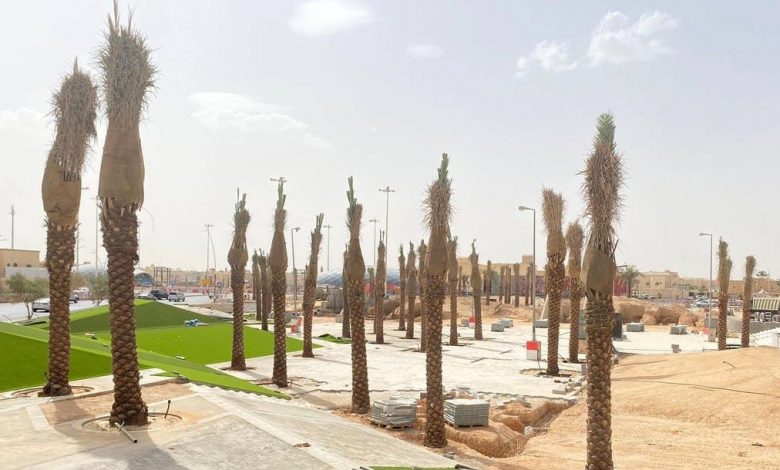 Photo of قرار بمنع زراعة النخيل في الطرق والحدائق