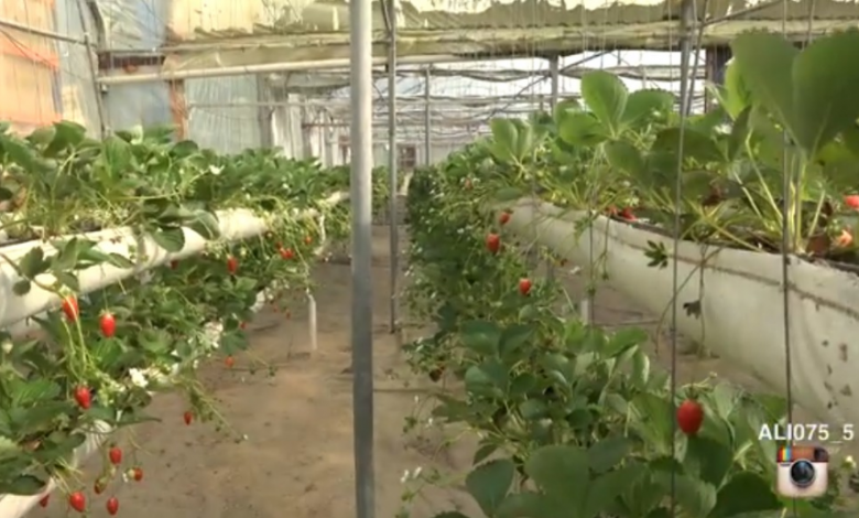 Photo of جارود باعيينا  ضيفا في مزرعة ثمرات اليوم