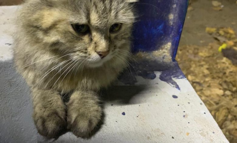 Photo of قط مفقود