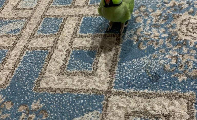 Photo of مفقودات: طير