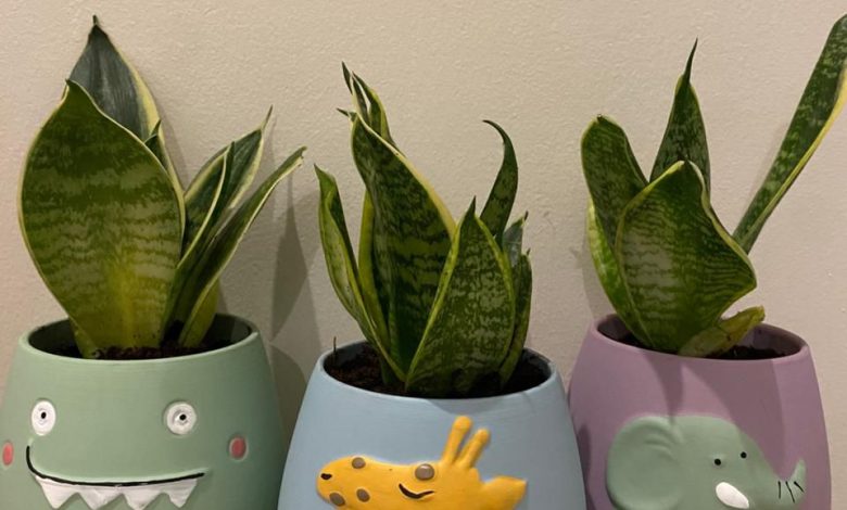 Photo of اقتني نبات جلد النمر (سنسفيريا) .. أناقة الطبيعة في أبسط صورها